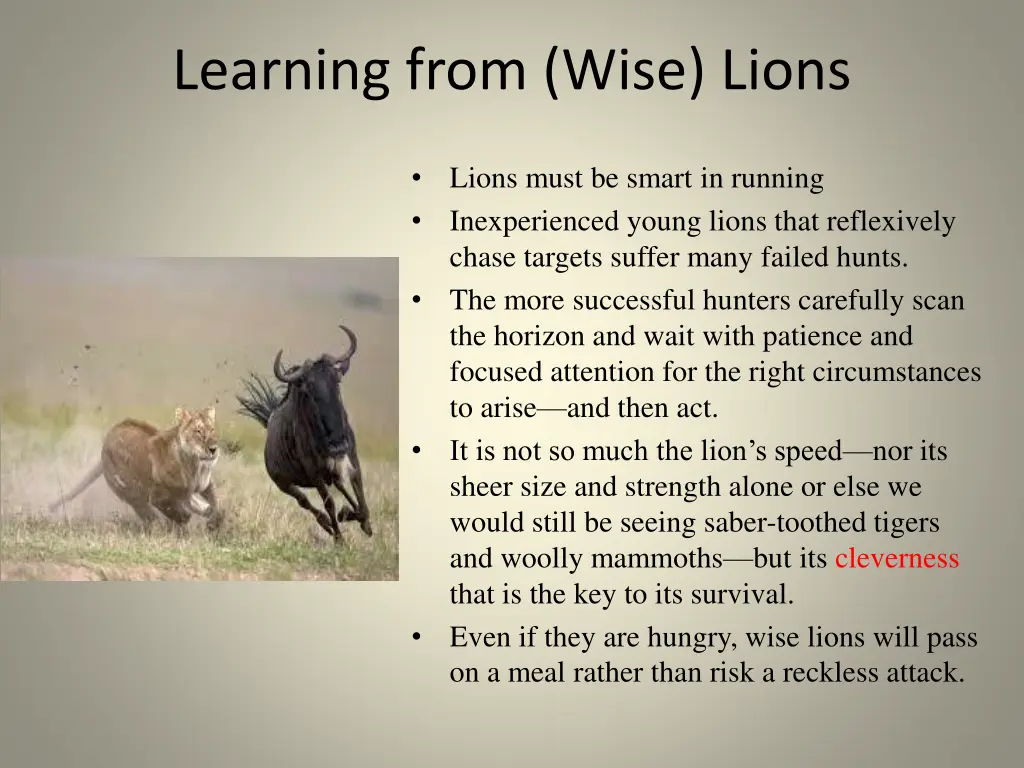 learning from wise lions