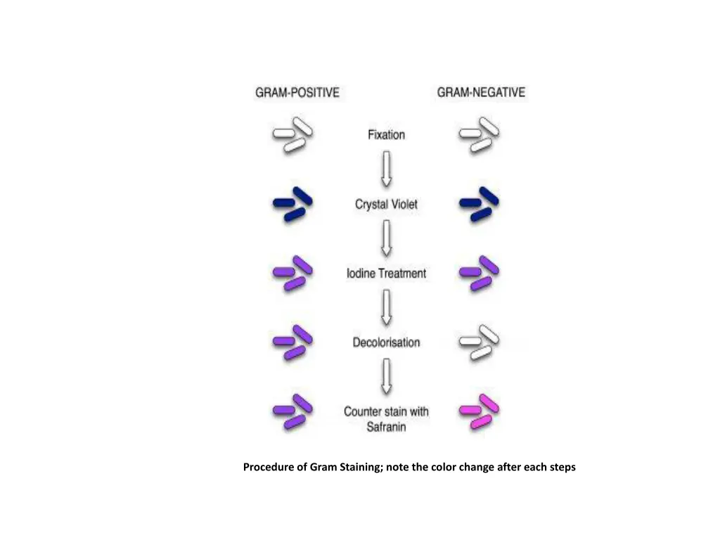 gram stain mine