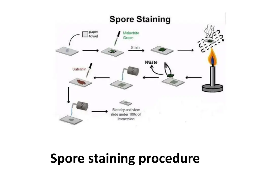 spore staining procedure