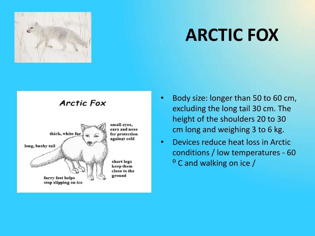 arctic fox