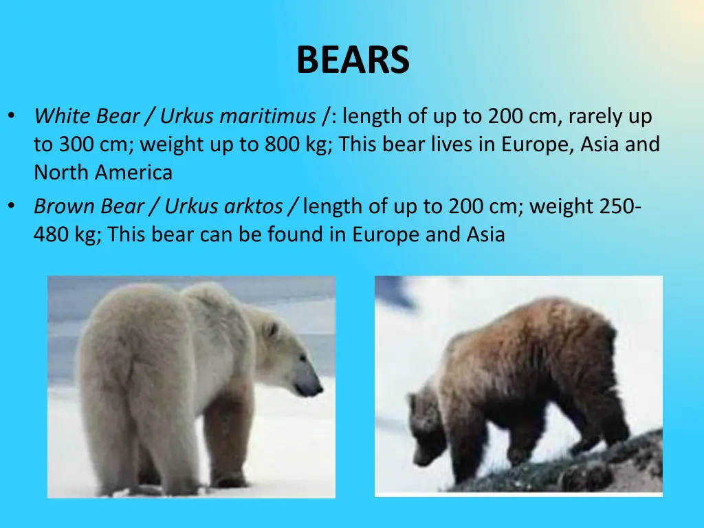 bears