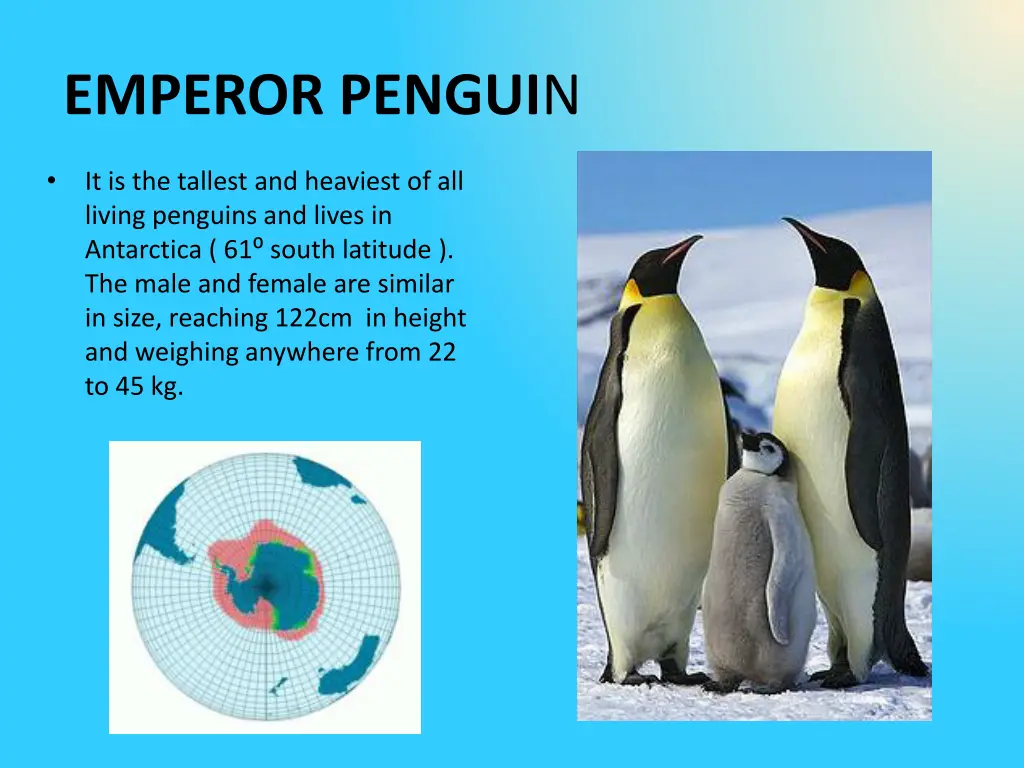 emperor pengui n