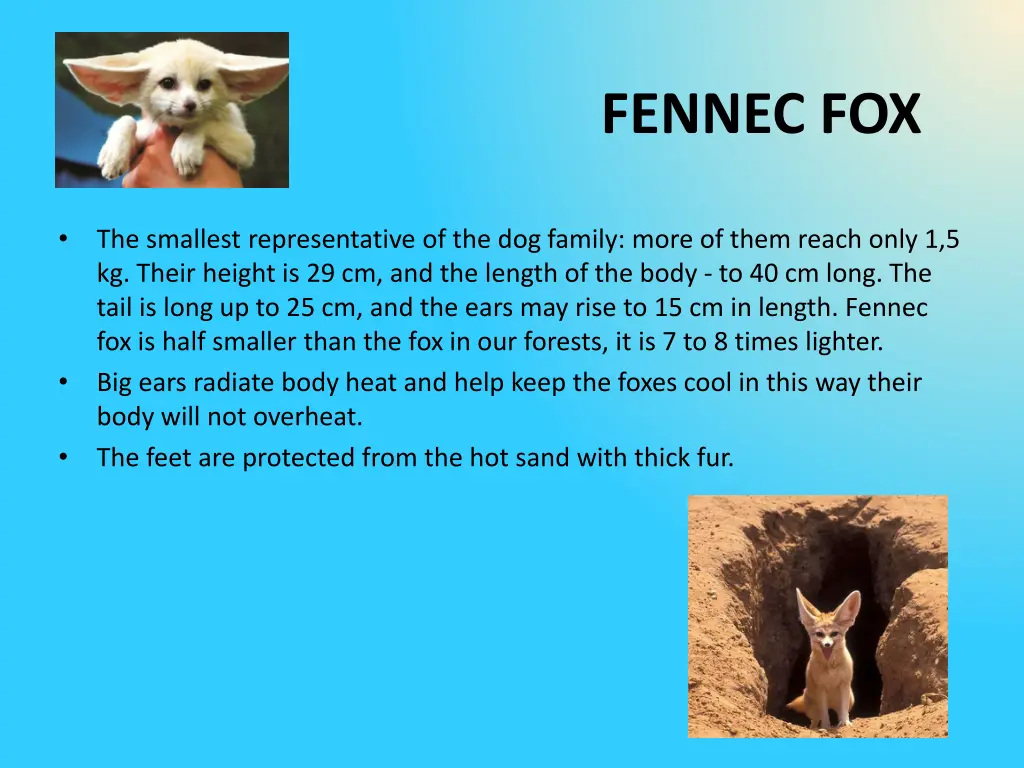 fennec fox