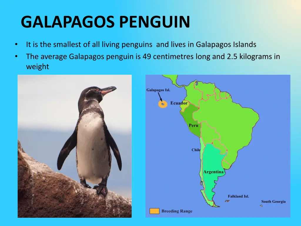 galapagos penguin