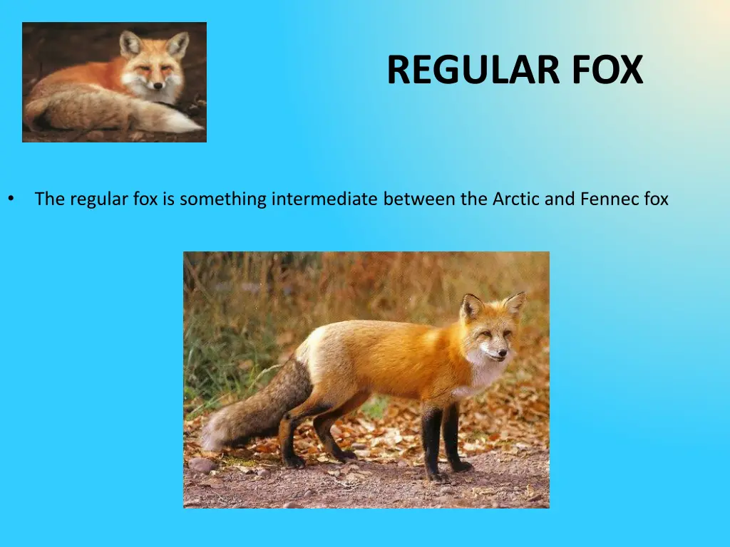 regular fox