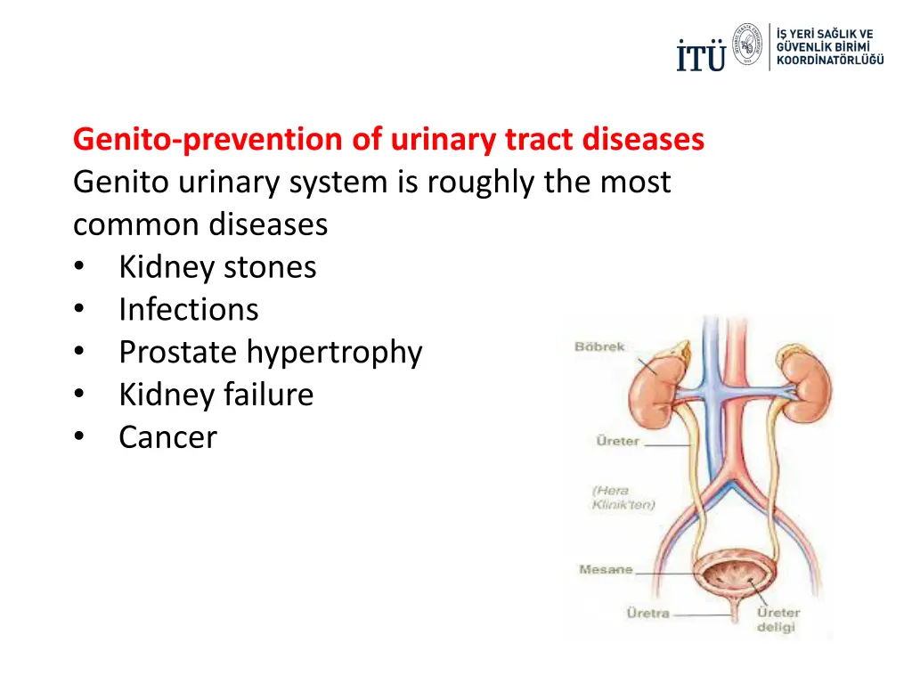 genito prevention of urinary tract diseases