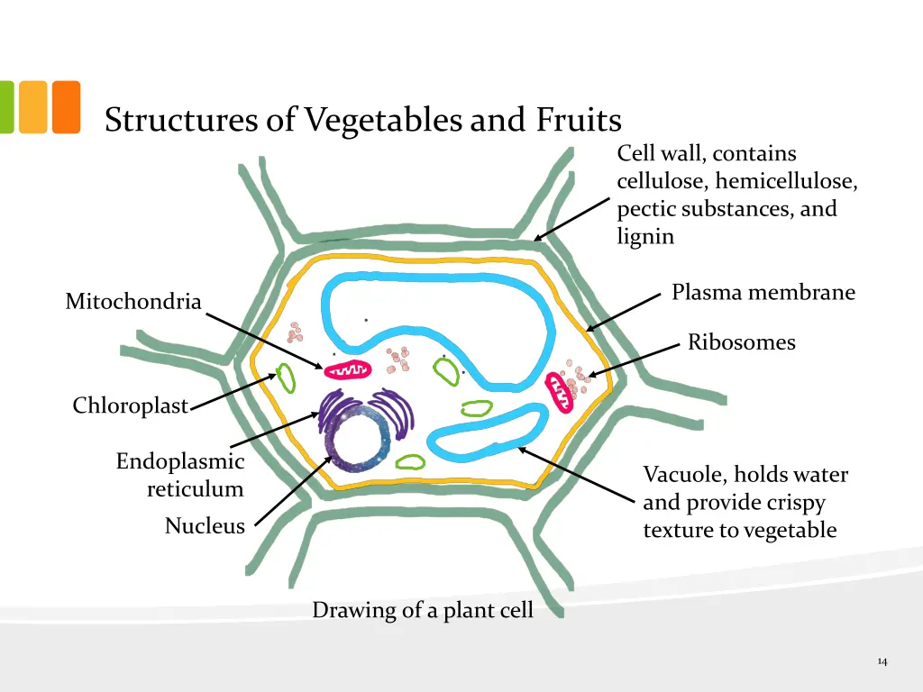 structures of vegetables and fruits 2