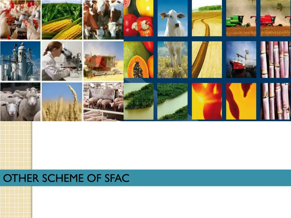 other scheme of sfac