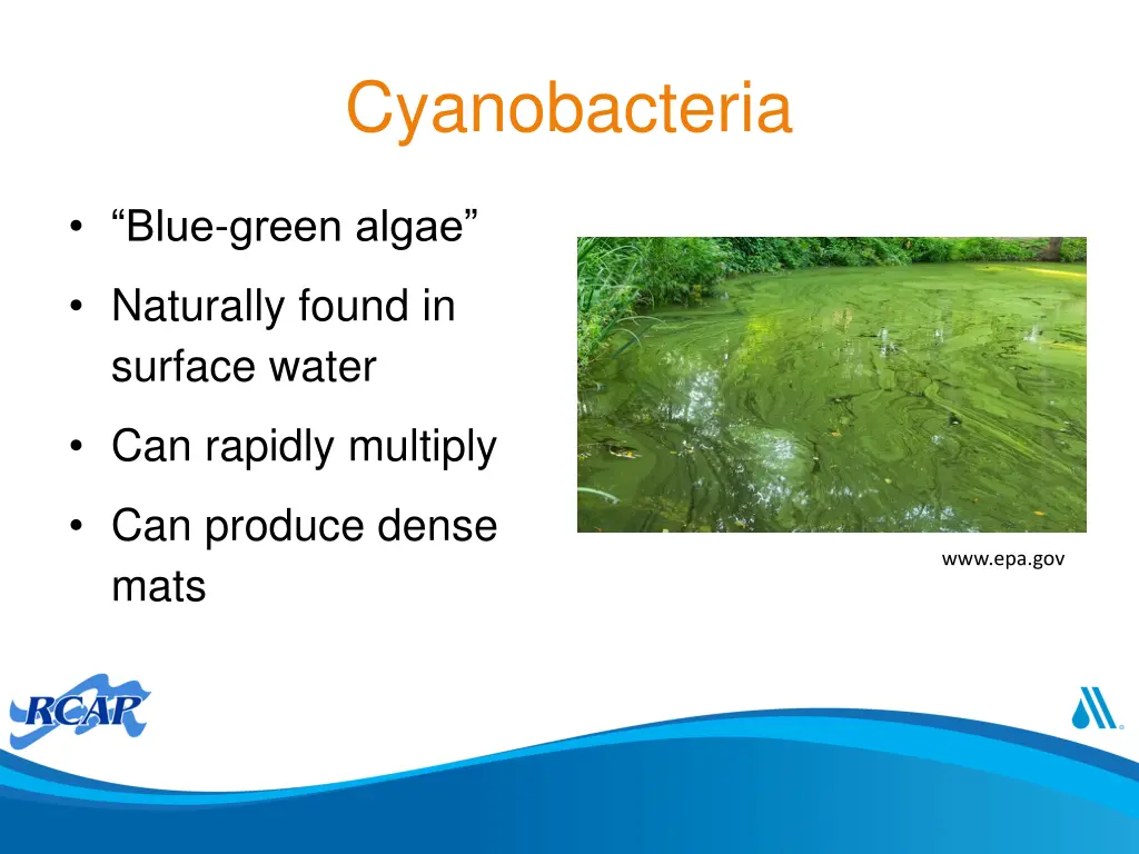 cyanobacteria