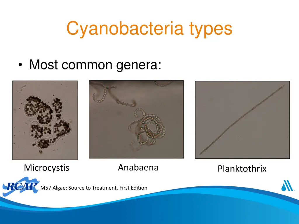 cyanobacteria types