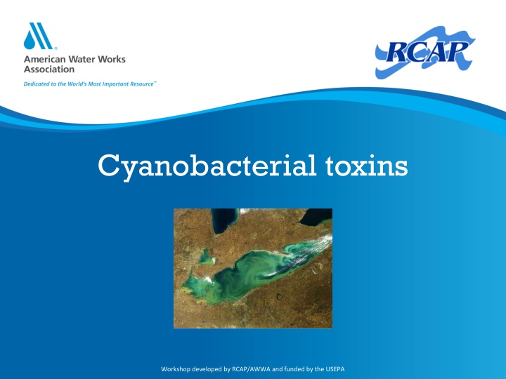 cyanobacterial toxins