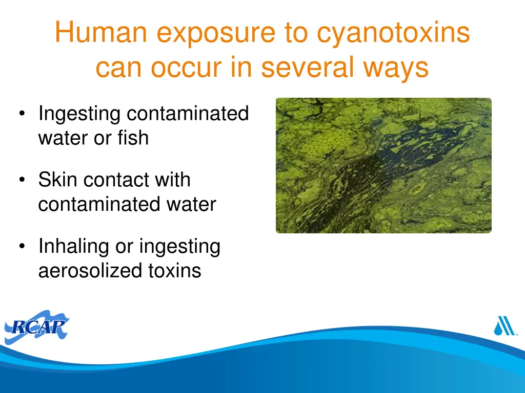 human exposure to cyanotoxins can occur