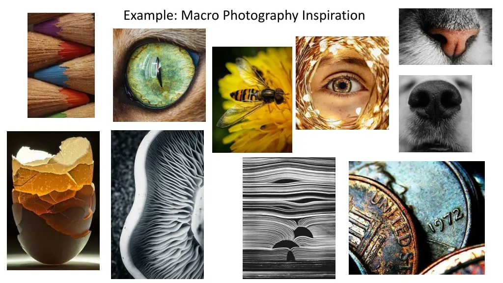 example macro photography inspiration