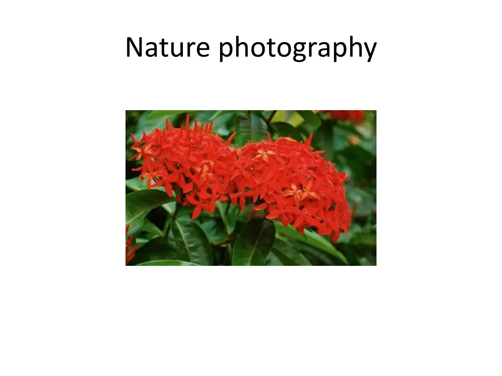 nature photography