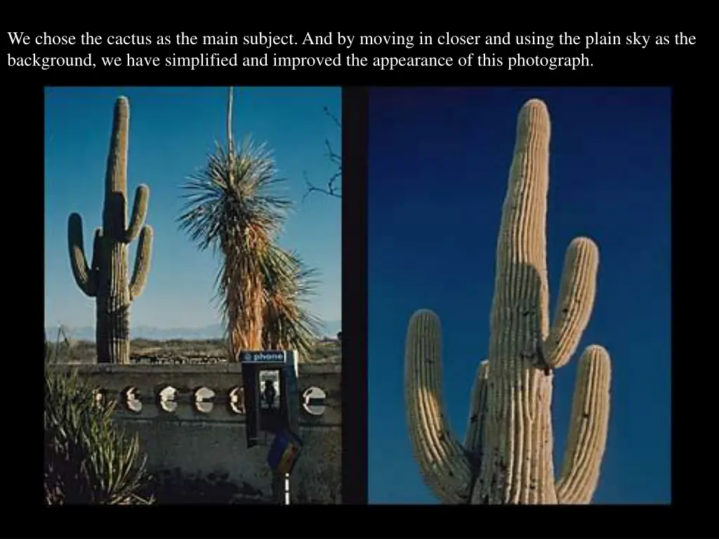 we chose the cactus as the main subject