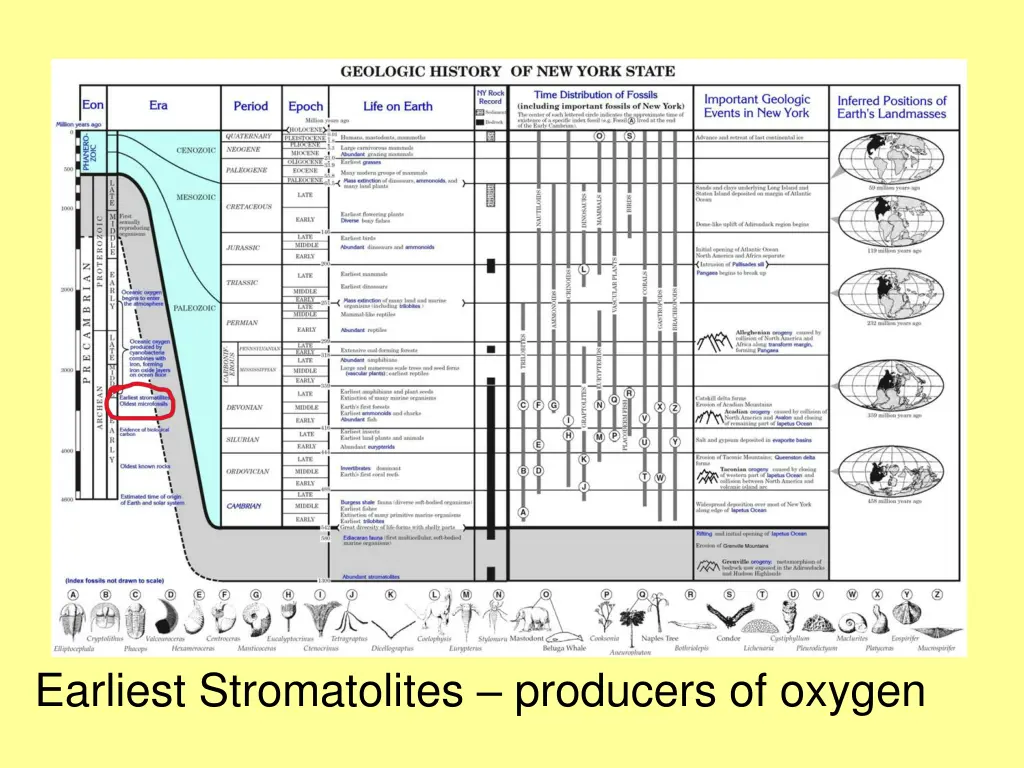 earliest stromatolites producers of oxygen