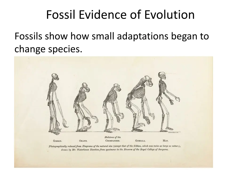 fossil evidence of evolution