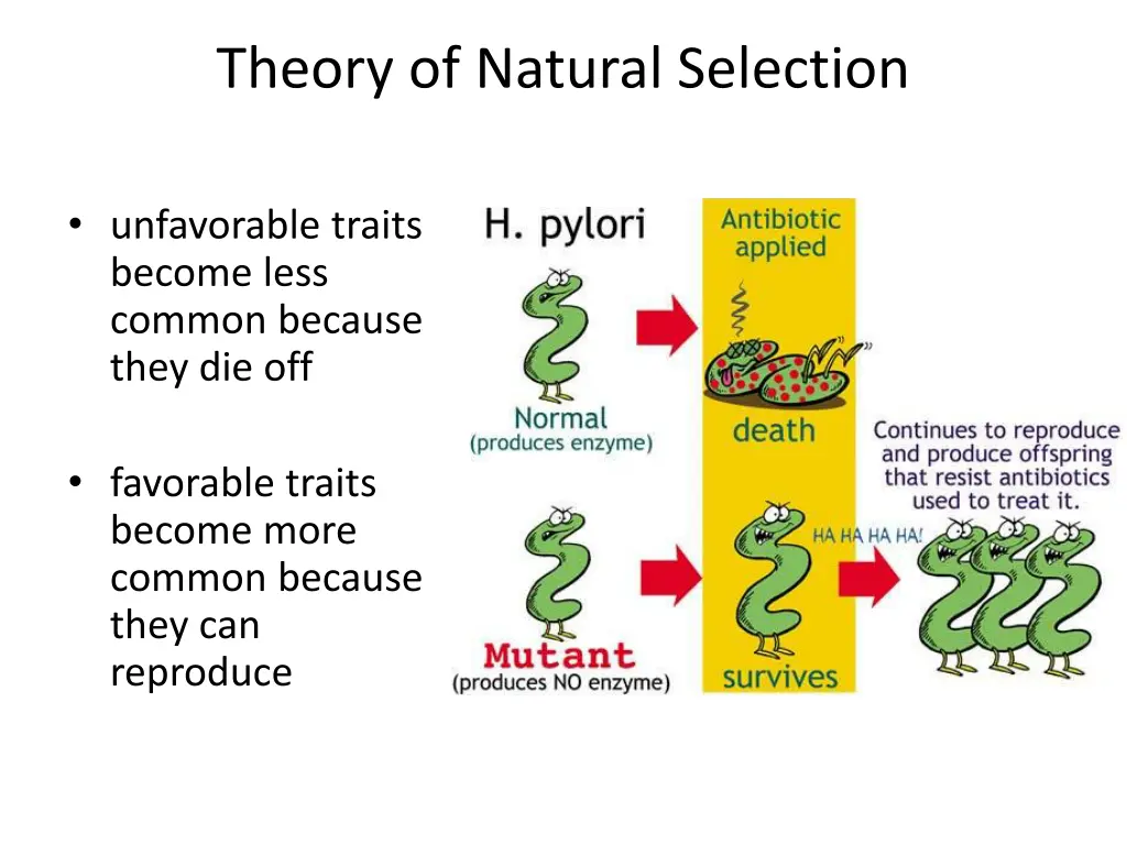 theory of natural selection