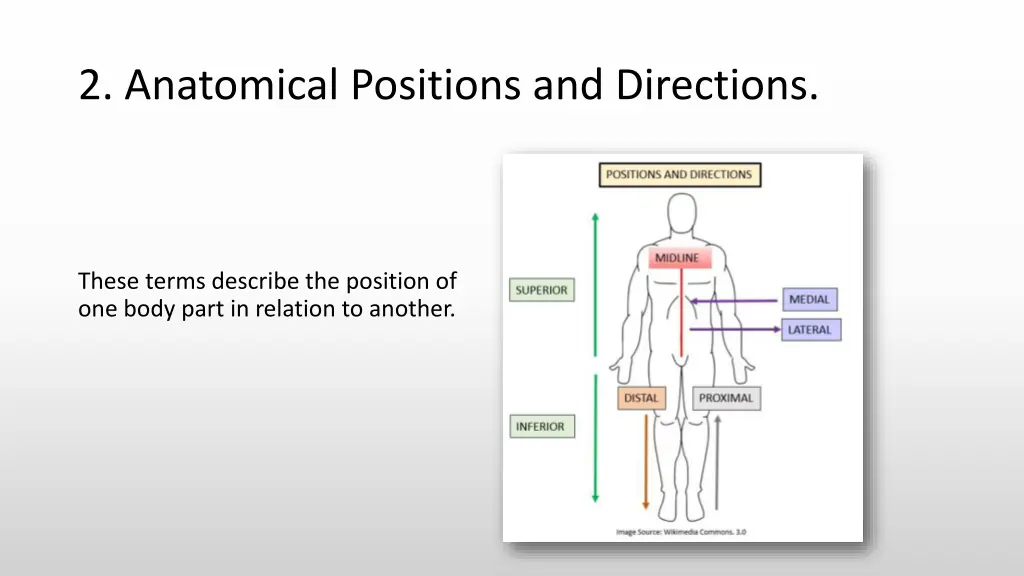 2 anatomical positions and directions