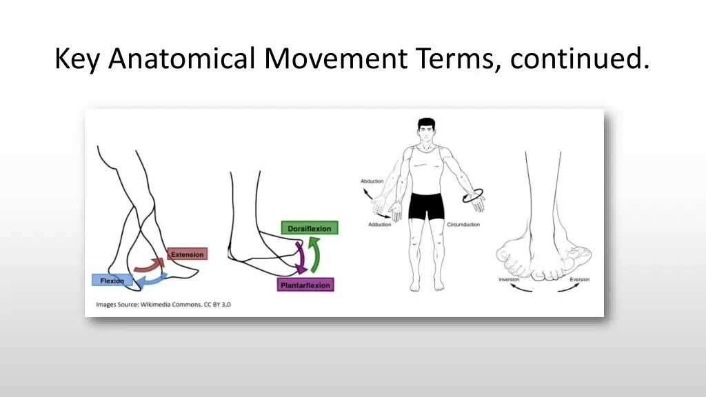 key anatomical movement terms continued 1