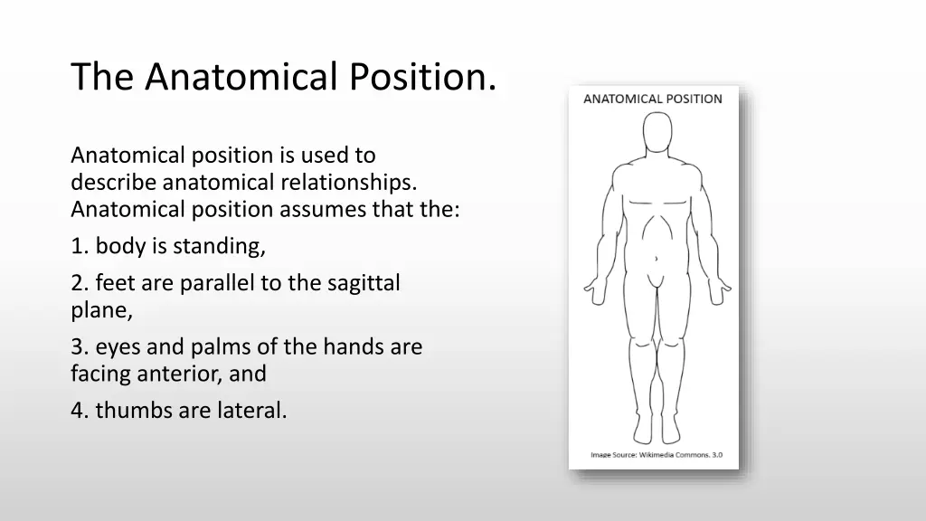 the anatomical position