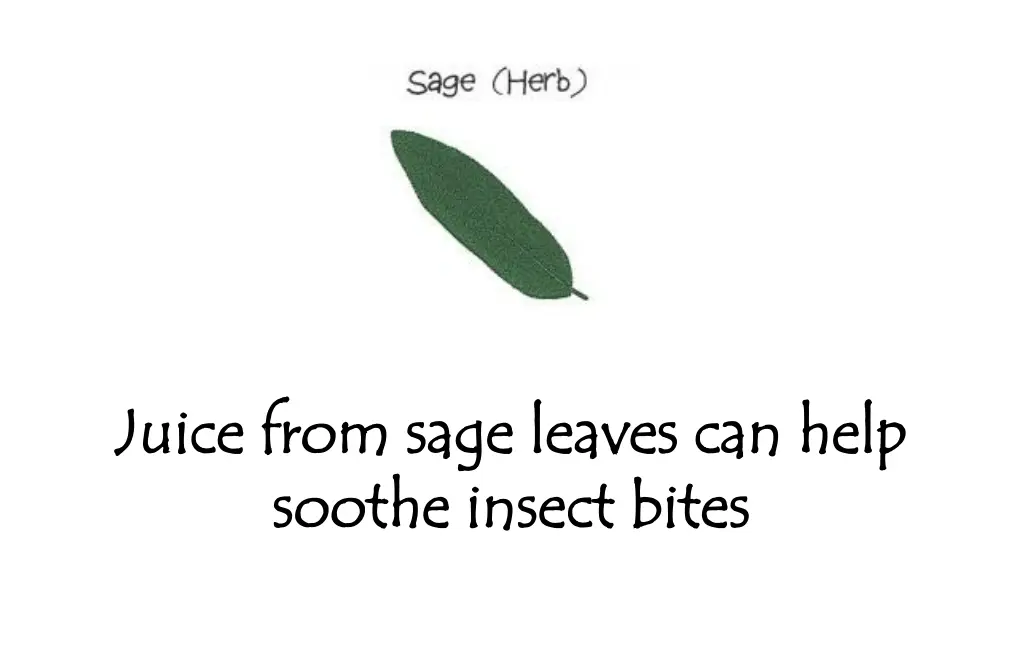 juice from sage leaves can help juice from sage