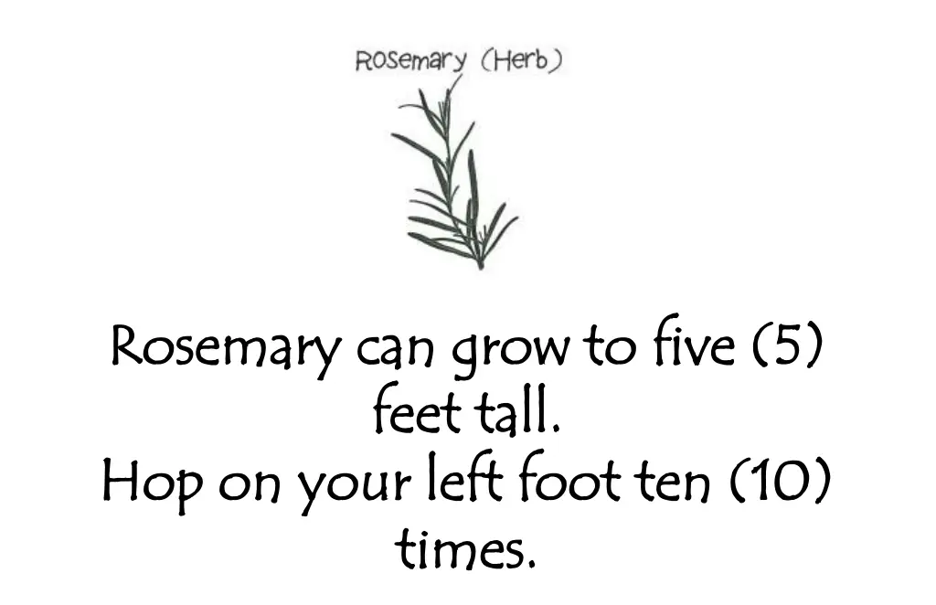 rosemary can grow to five 5 rosemary can grow