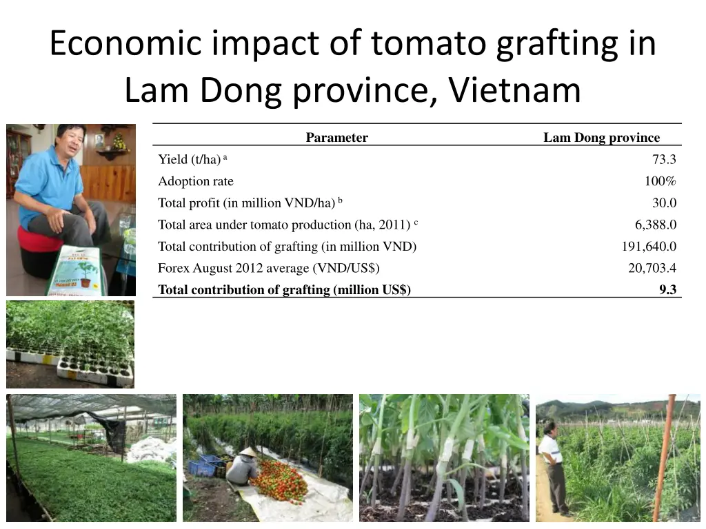 economic impact of tomato grafting in lam dong