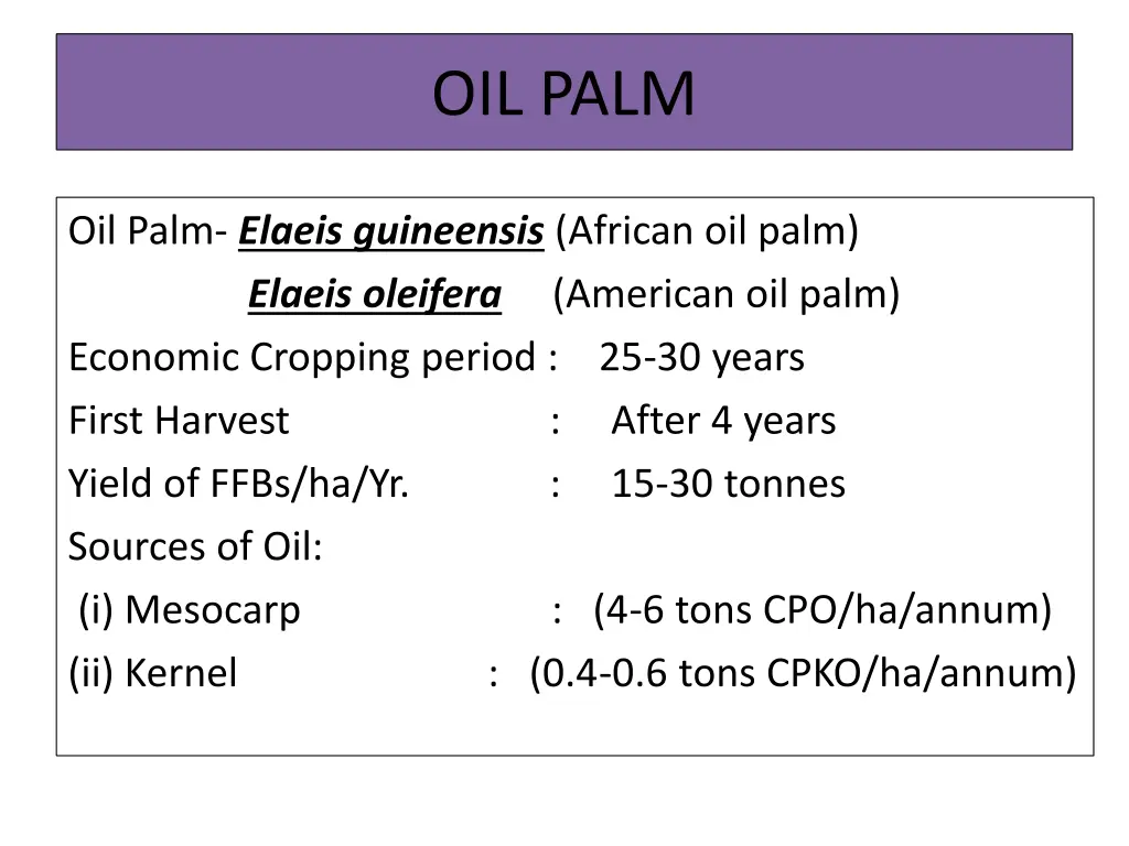 oil palm