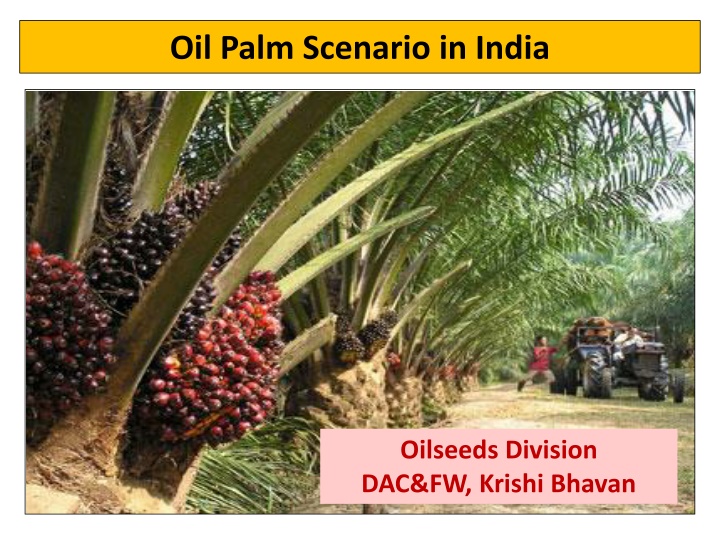 oil palm scenario in india