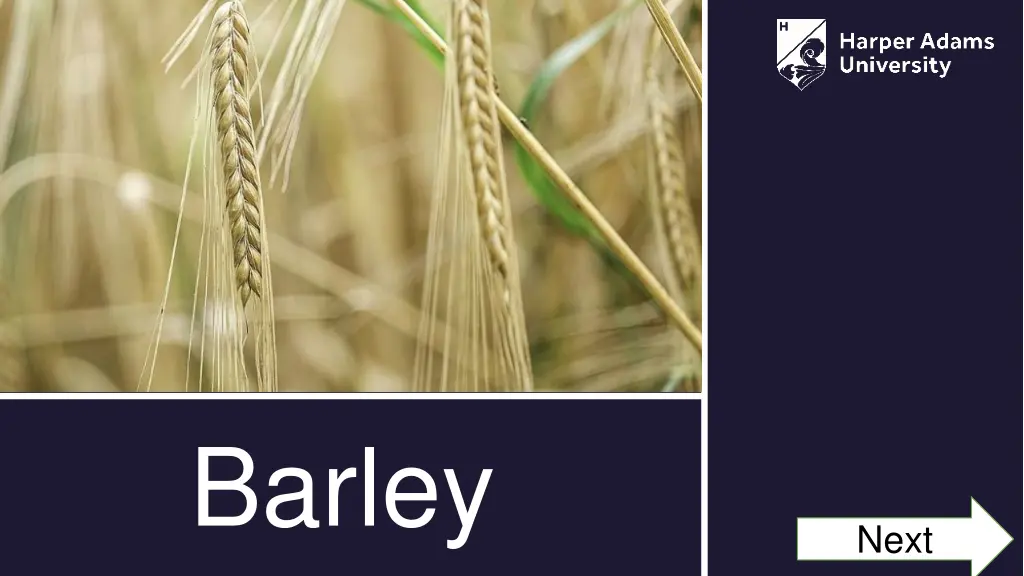 barley