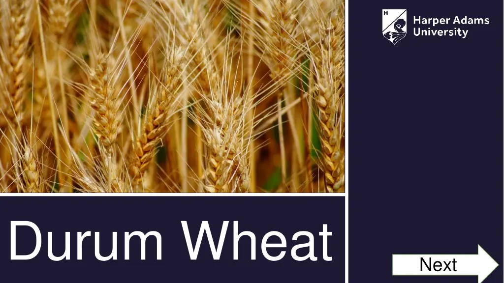 durum wheat