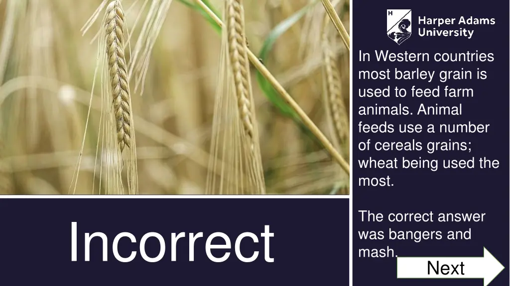 in western countries most barley grain is used