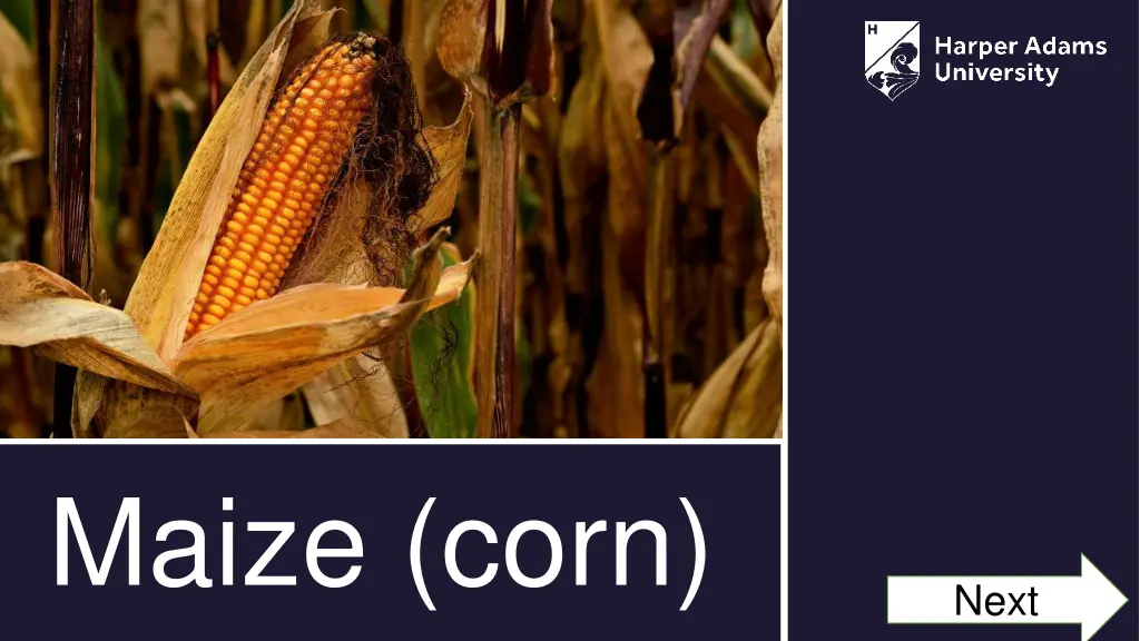 maize corn