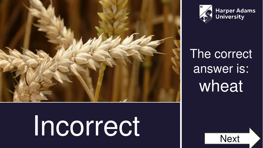 the correct answer is wheat