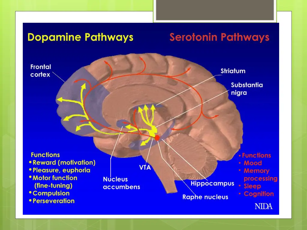 dopamine and serotonin