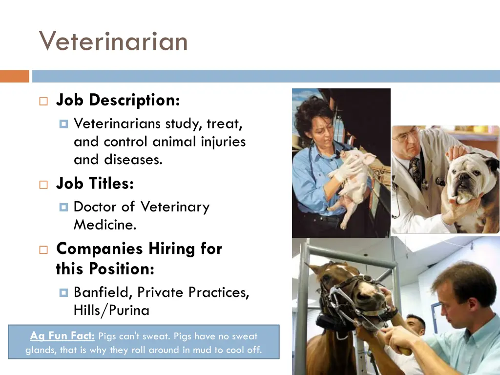 veterinarian