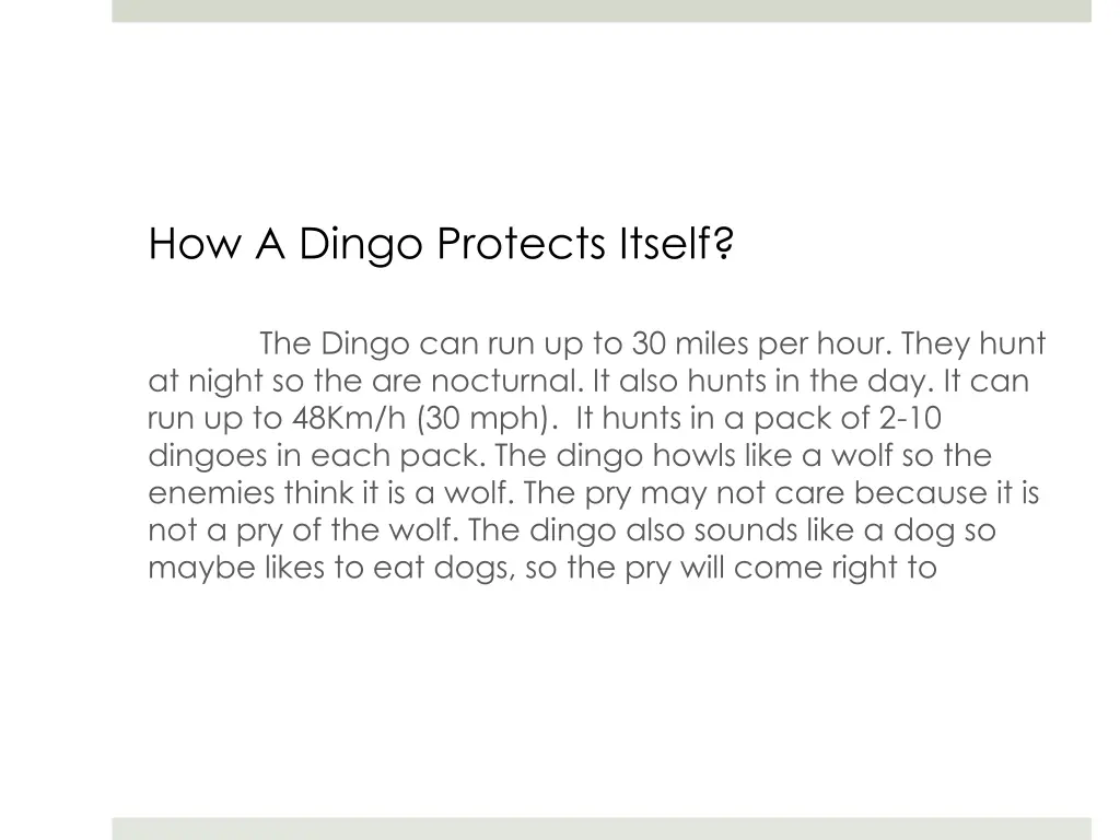 how a dingo protects itself