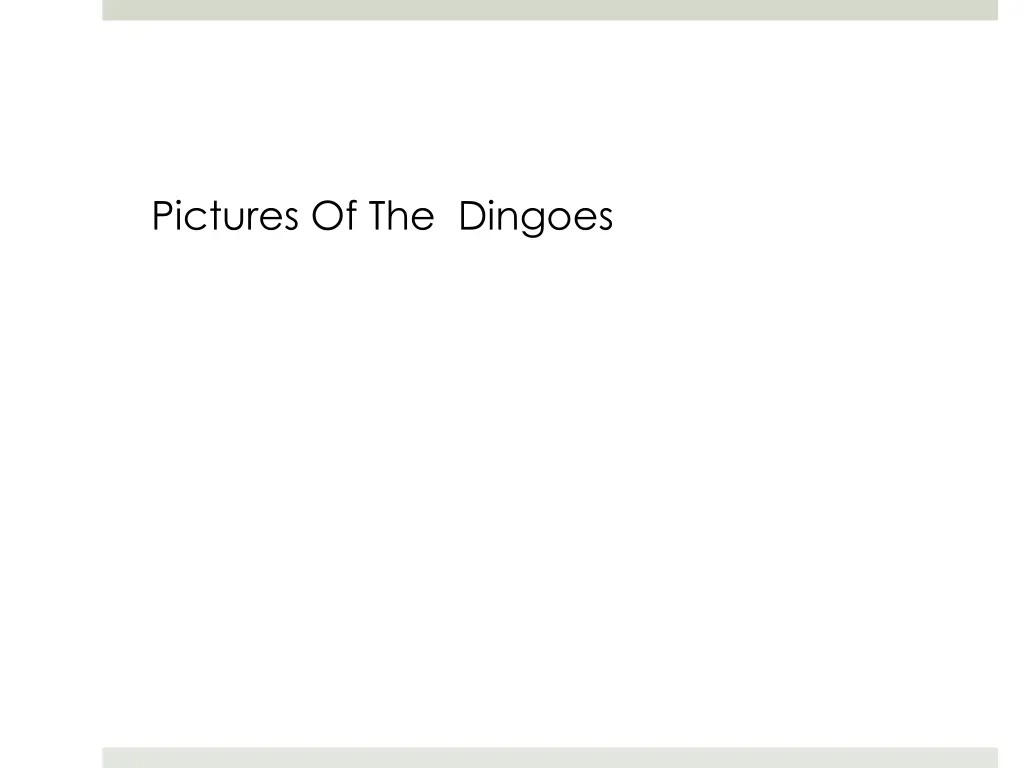 pictures of the dingoes