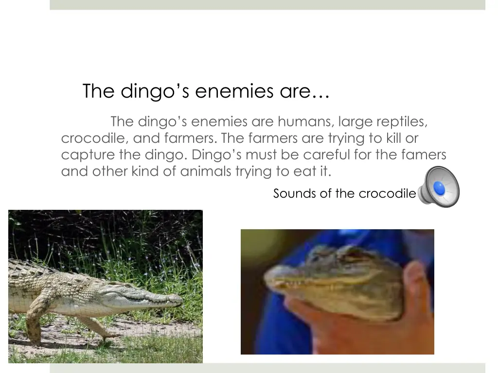 the dingo s enemies are