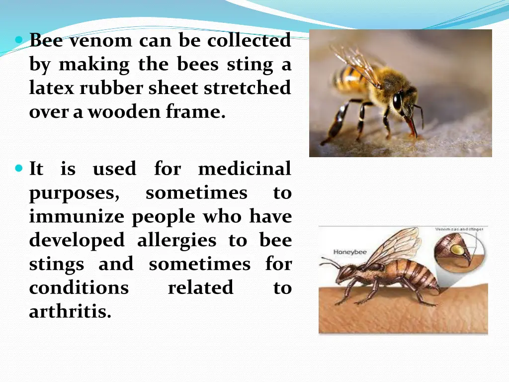 bee venom can be collected by making the bees