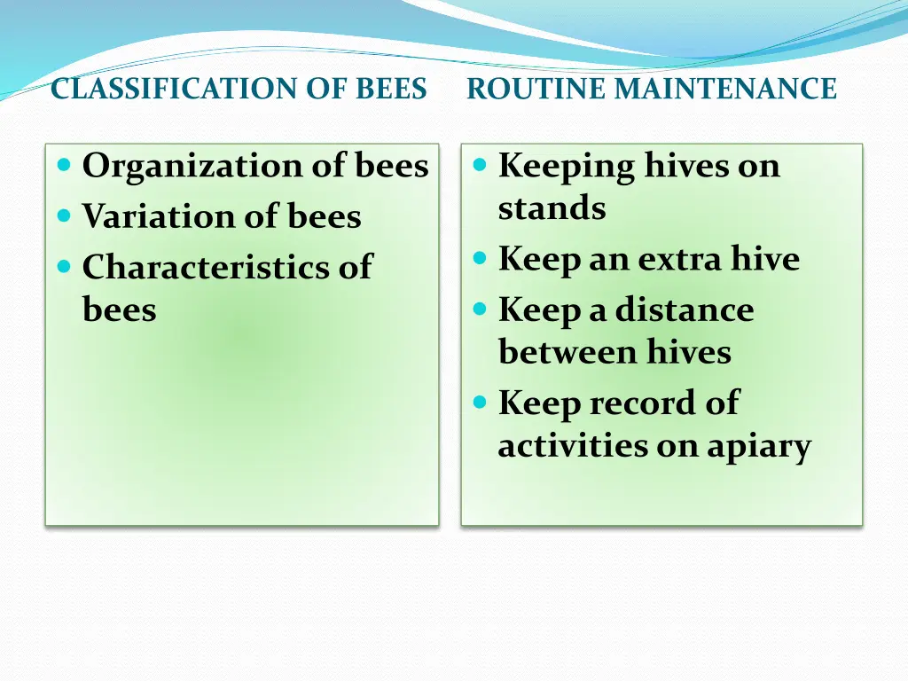 classification of bees