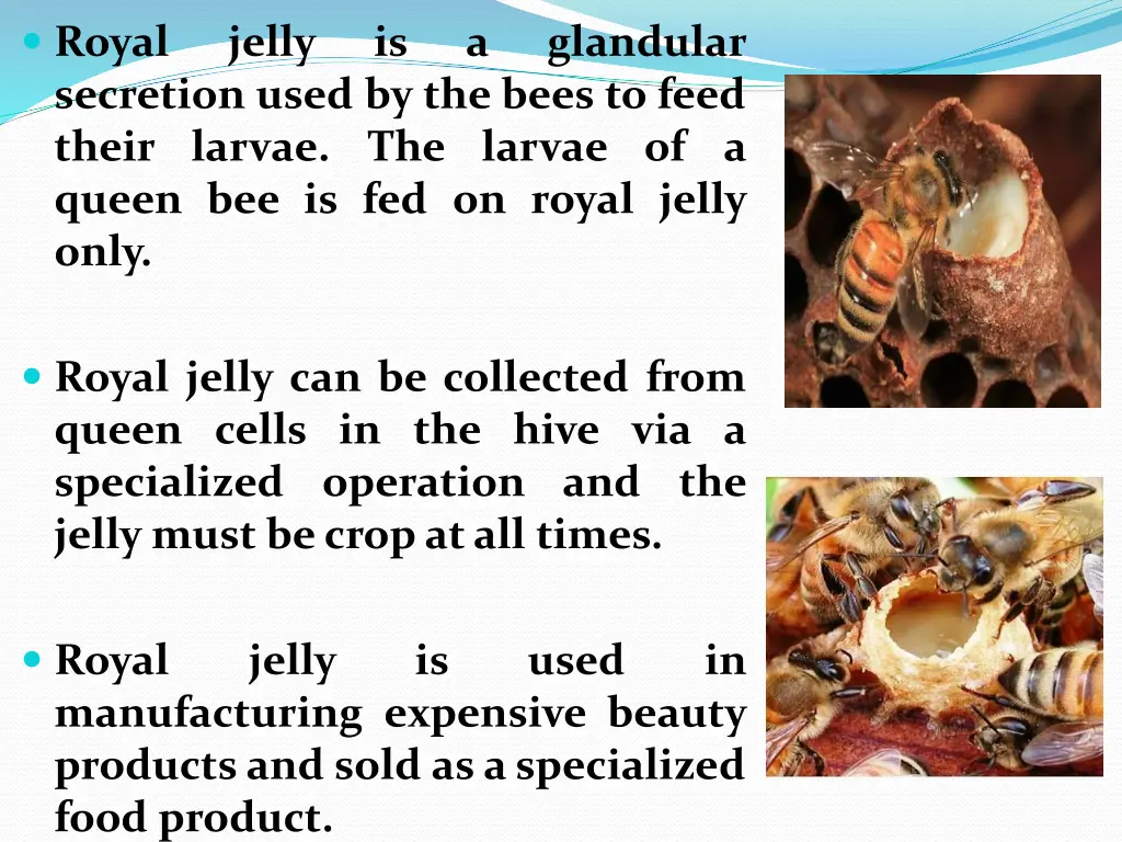 royal secretion used by the bees to feed their