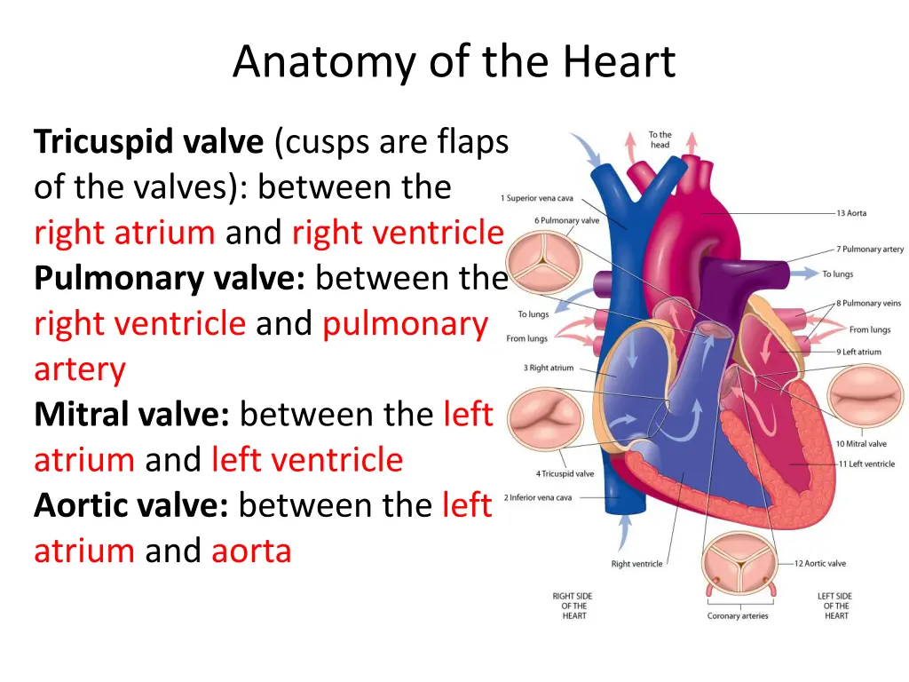 anatomy of the heart