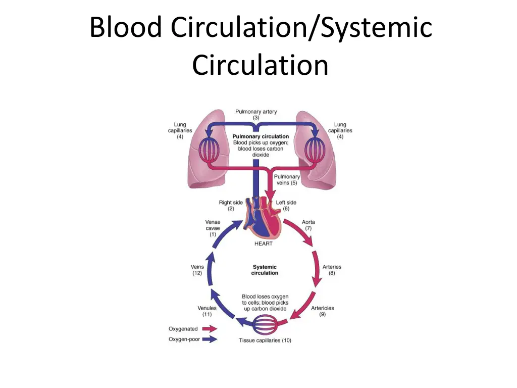 blood circulation systemic circulation