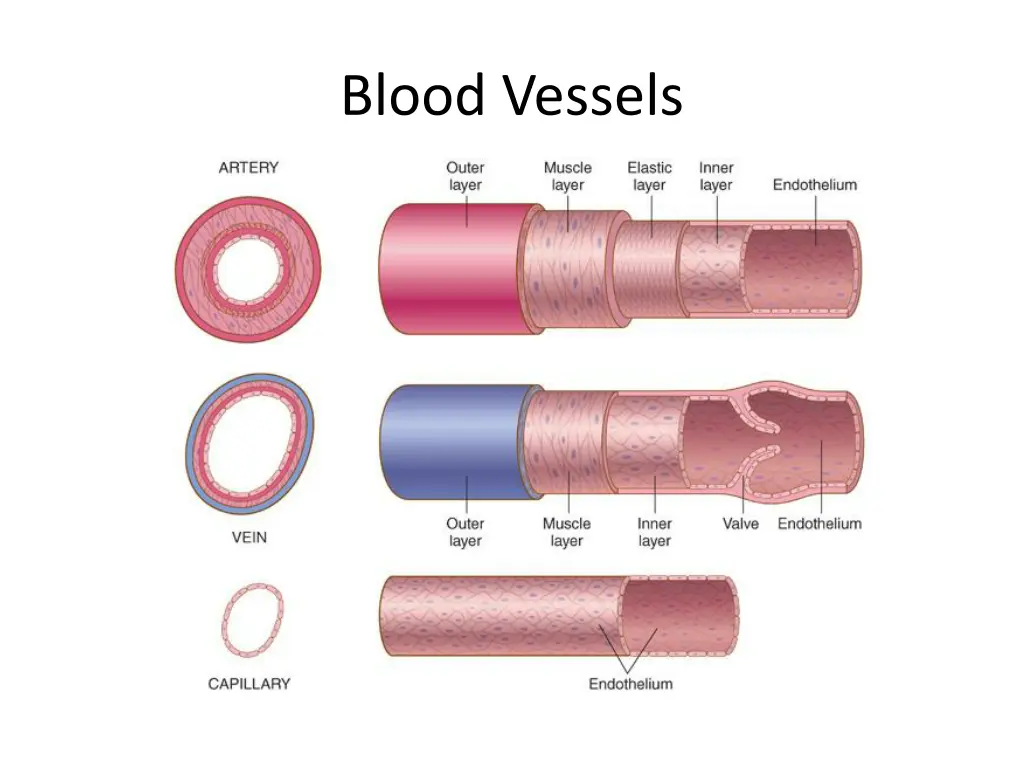 blood vessels