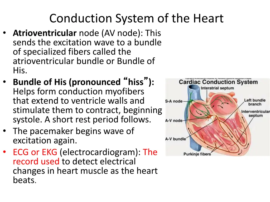 conduction system of the heart atrioventricular