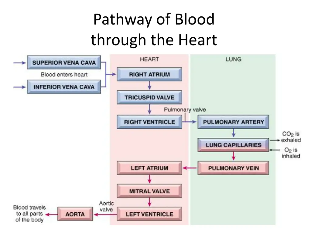 pathway of blood through the heart