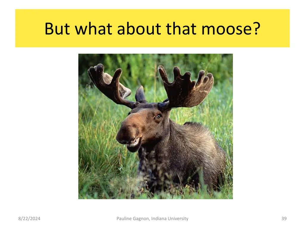 but what about that moose