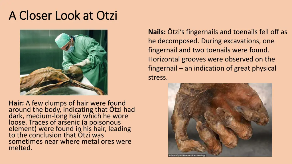 a closer look at otzi a closer look at otzi